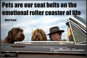 pets are our seat belts