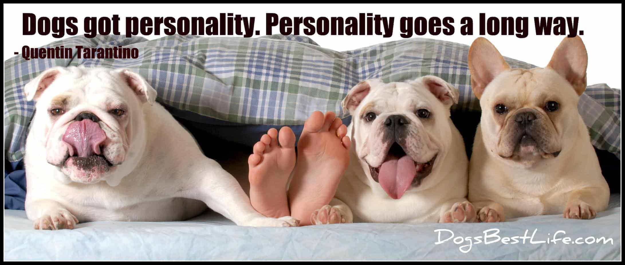 dogs got personality