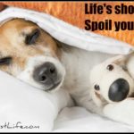 spoil your dog image for Dog Inspiration Category page.
