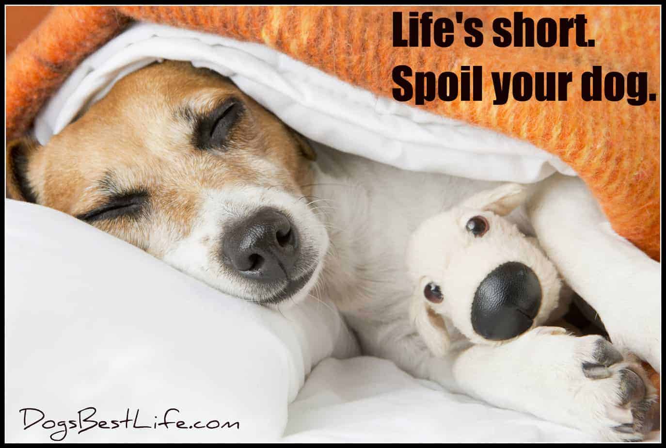 spoil your dog