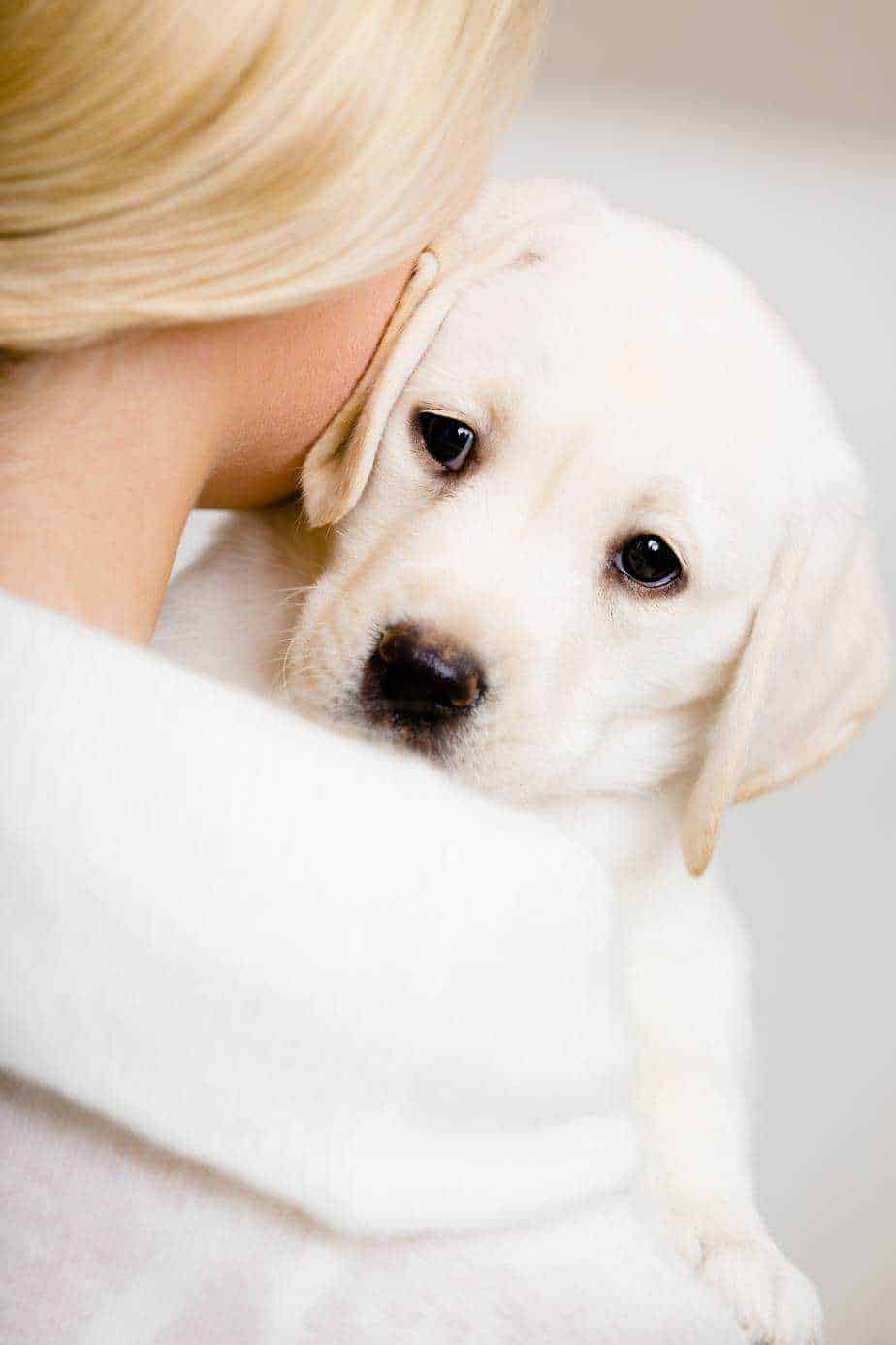Woman snuggles with her labrador puppy. Here are four ways that show dogs love owners: staring, approaching after eating, staying calm when you leave and sleeping in your bed.