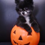 dog-friendly halloween