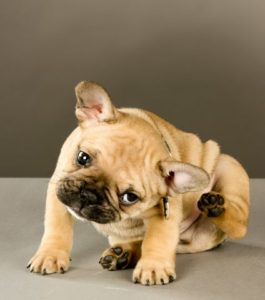 A dog food allergy can cause your pup to scratch excessively like this bulldog puppy.