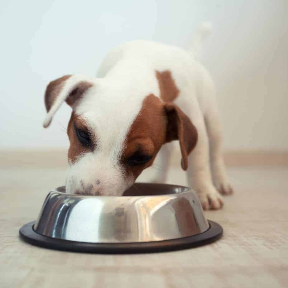 Add high fiber foods to your dog's diet to aid digestion, maintain weight - Dog Fiber Intake And Digestive Issues