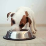 Use a dog food guide to find what's right to feed your puppy.