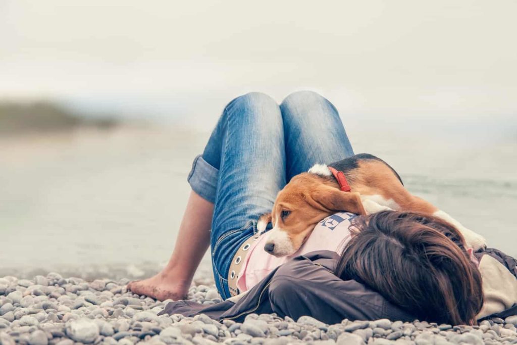 Pups like beagles who snuggle with their owners help dog owners live longer.