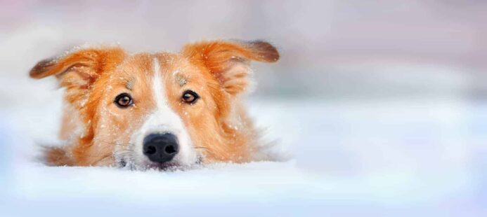 photo illustration of dog cold weather dangers 