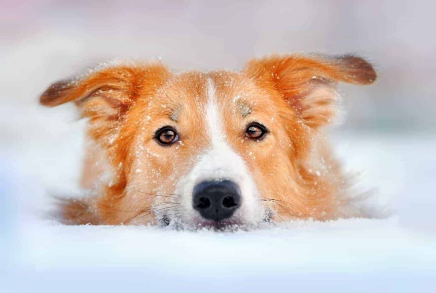 cold weather dangers illustration photo of Australian Shepherd in snow