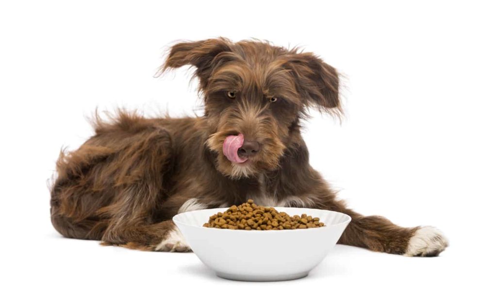 Dog enjoys grain-free dog food. 