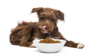 Happy dog licks chops after eating dog food.