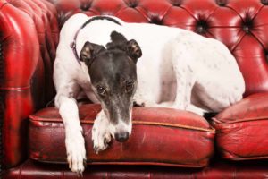 A greyhound relaxes on a red leather couch. 