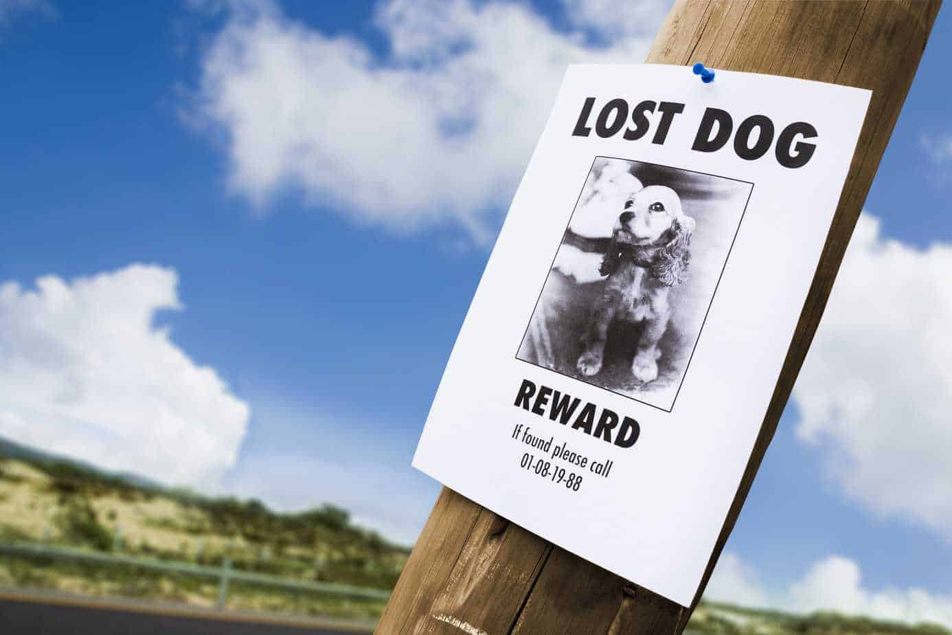 lost dog scam