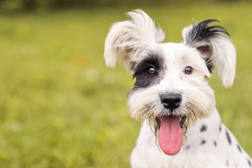 dog body language