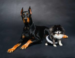 small dog vs big dog 