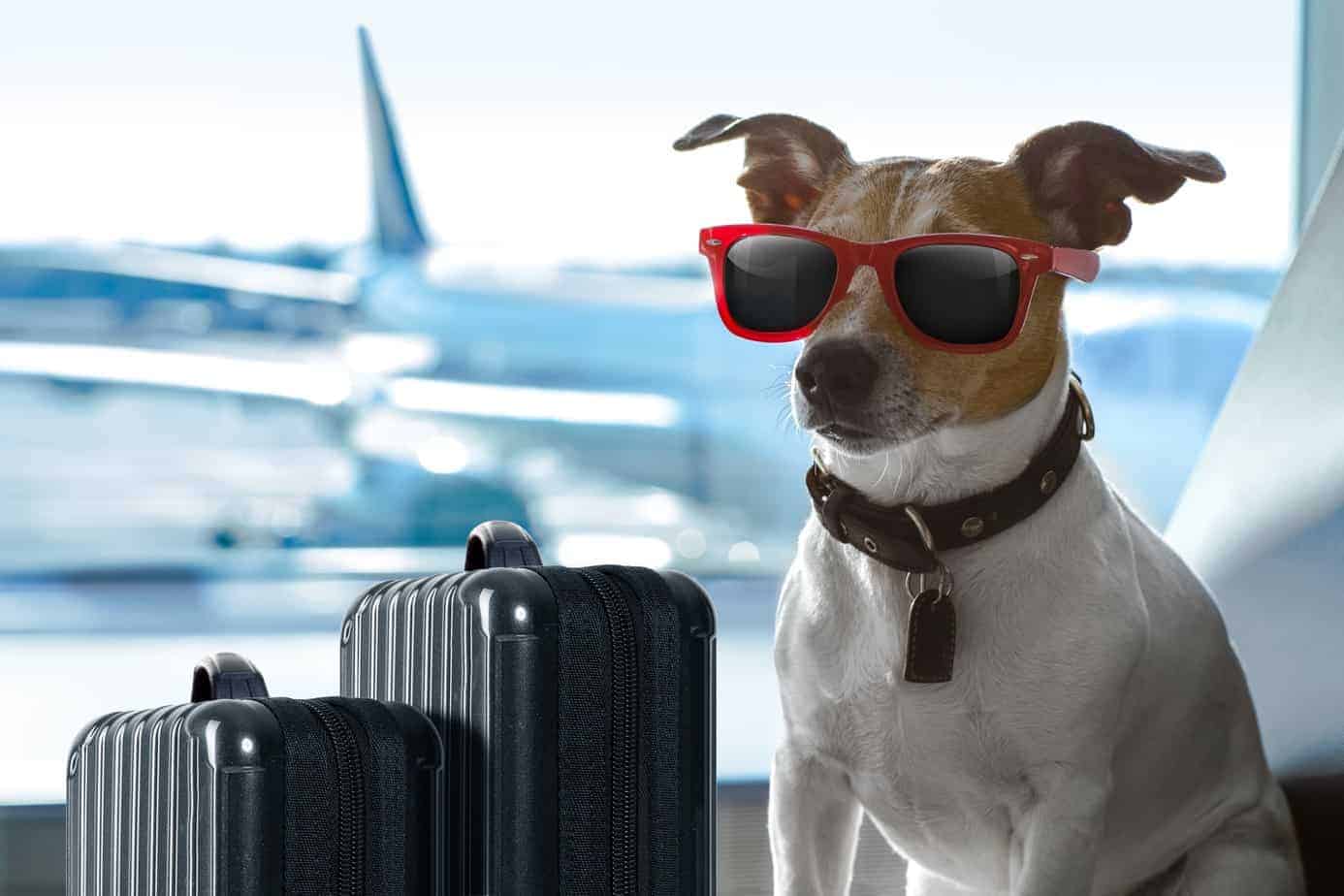 dog plane safety
