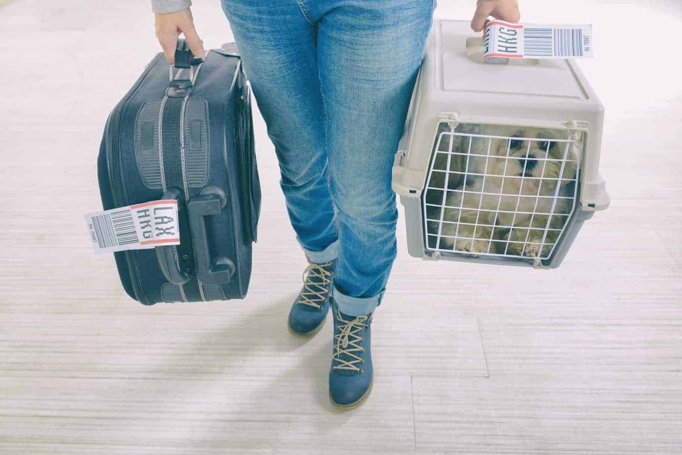 dog-plane-safety-tips-include-using-an-approved-crate