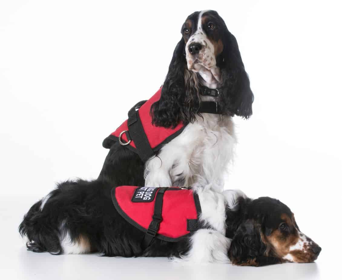 Emotional support animal regulations differ from service animal rules