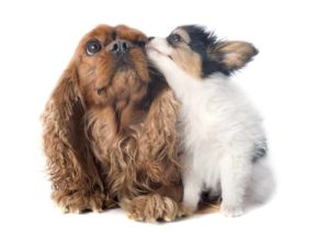 puppy kisses