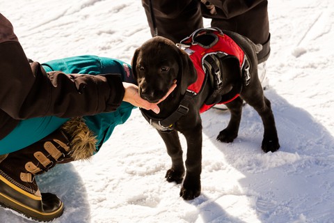 canine careers like ski patrol dogs