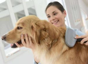 Regular brushing helps control dog hair.