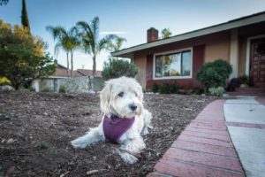 dog spring danger: landscaping