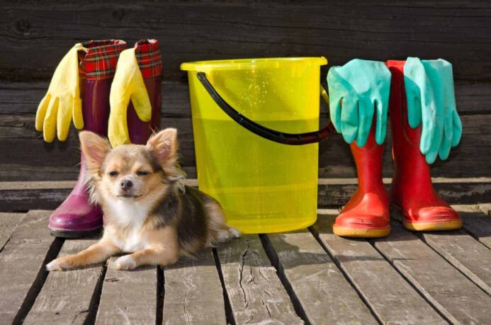 dog spring danger: cleaning supplies