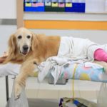 pet insurance pre-existing condition