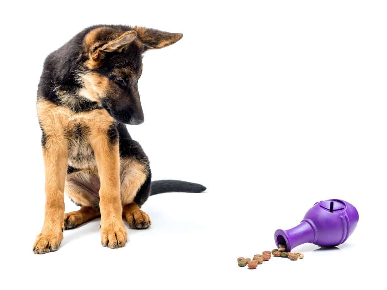 German shepherds need mental stimulation from items like puzzle toys.