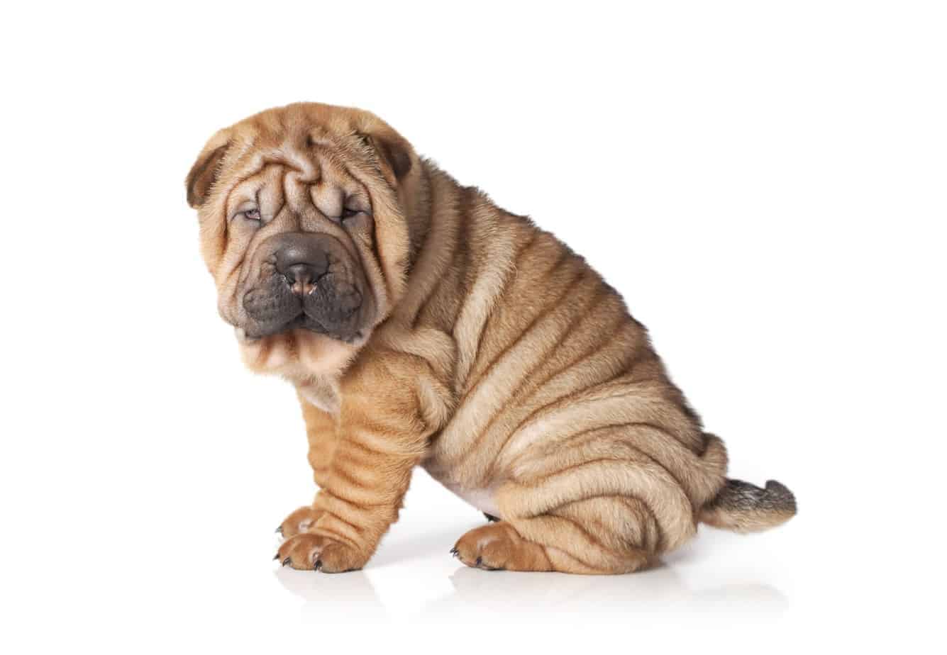 Dog breeds like Shar-Peis benefit from animal plastic surgery, which can correct health problems caused by selective breeding.