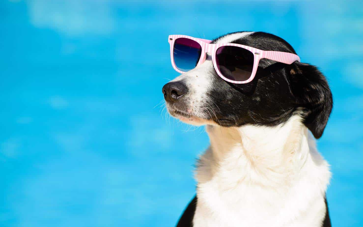 Use basic dog summer safety rules to keep your pup healthy in summer's heat. Make sure he always has lots of water and shade. Some dogs like this black and white mixed breed even enjoy wearing sunglasses to protect their eyes.