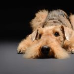 Anxious dog. Consider using natural remedies to treat your dog’s anxiety including exercise, massage, a Thundershirt, essential oils and distraction.