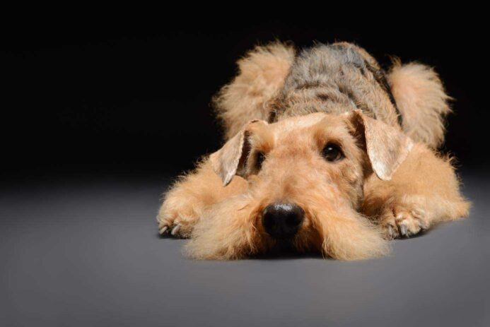 Anxious dog. Consider using natural remedies to treat your dog’s anxiety including exercise, massage, a Thundershirt, essential oils and distraction.