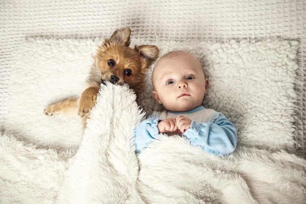 Science says sleep with your dog. Dog and baby snuggle under a fluffy white blanket.