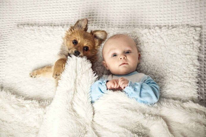 Dog and baby snuggle under a fluffy white blanket.