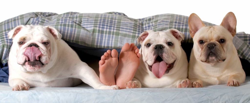 Science says sleep with your dog: Reduce stress, improve your heart
