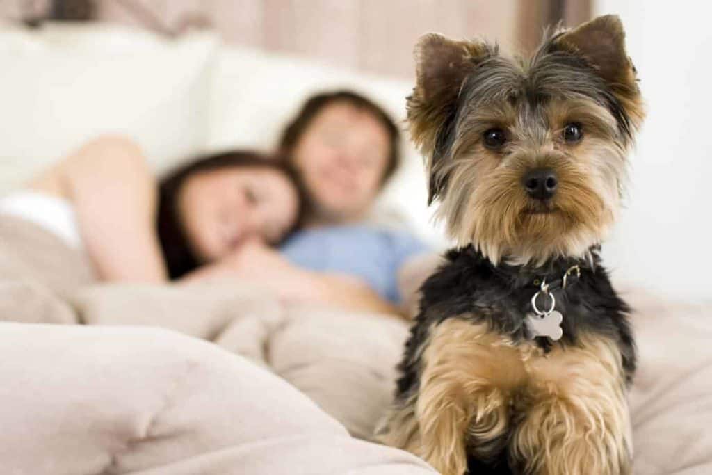Millennials sleep as pet Yorkie keeps guard. Millennials choose dogs over kids due to cost.