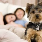 Millennials sleep as pet Yorkie keeps guard. Millennials choose dogs over kids due to cost.