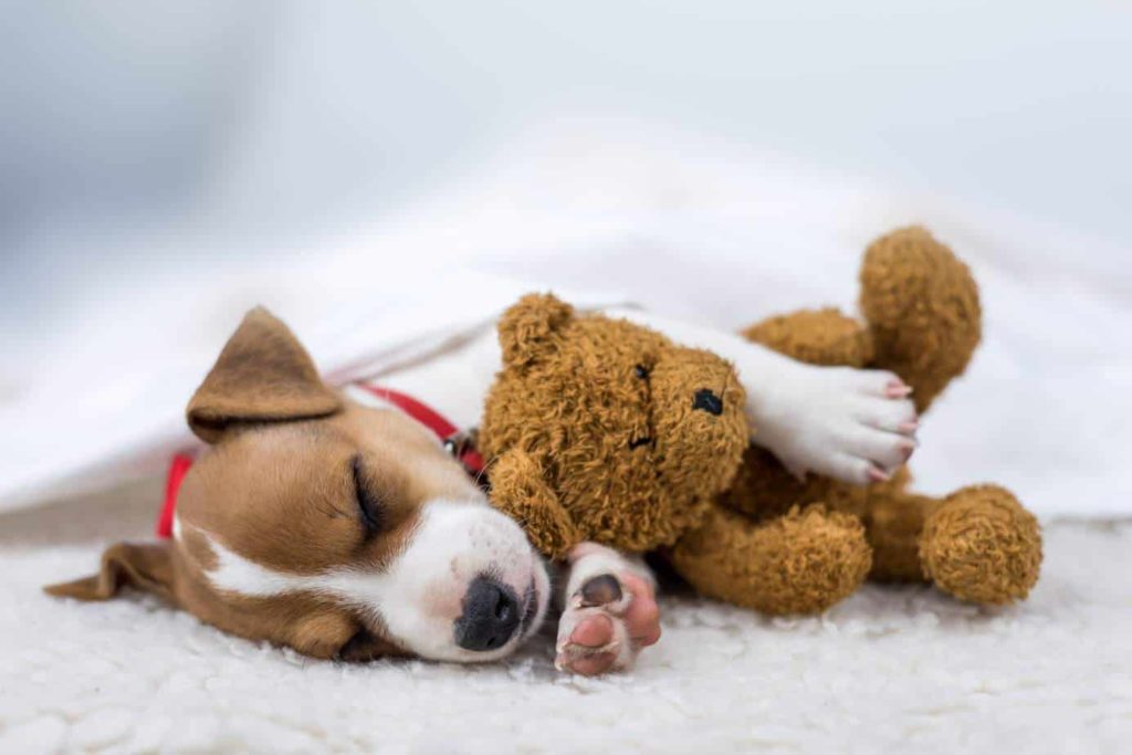 Science says sleep with your dog. Jack Russell terrier snuggles with his teddy bear.