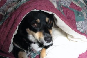 Science says sleep with your dog. Sydney, an Australian shepherd-corgi mix, creates a cozy nest with a bedspread.