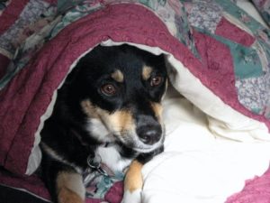 Science says sleep with your dog. Sydney, an Australian shepherd-corgi mix, creates a cozy nest with a bedspread.