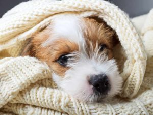 Science says sleep with your dog. Jack Russell Terrier snuggles in a blanket.