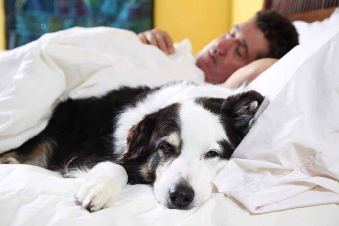 Man sleeps with his border collie.