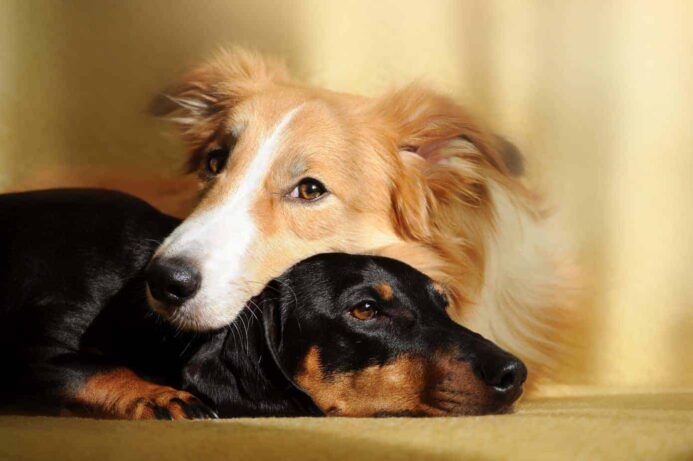 An Australian shepherd and a Dachshund snuggle together.