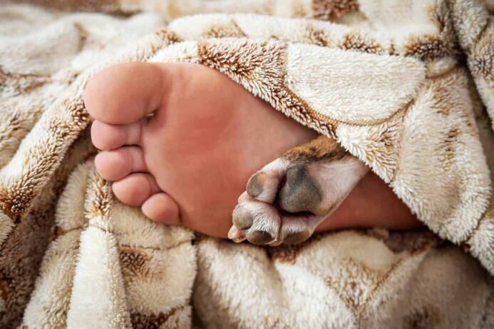 Human foot and dog's paw stick out from under the covers.