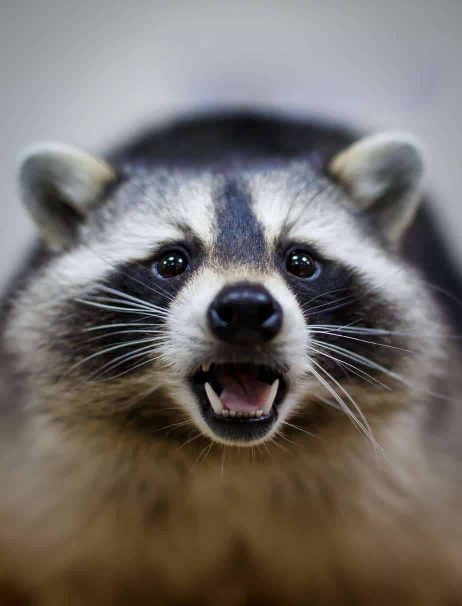 Depending on where you live, coyotes, dogs, raccoons, skunks, porcupines, rats, snakes and scorpions can pose threats to dogs.