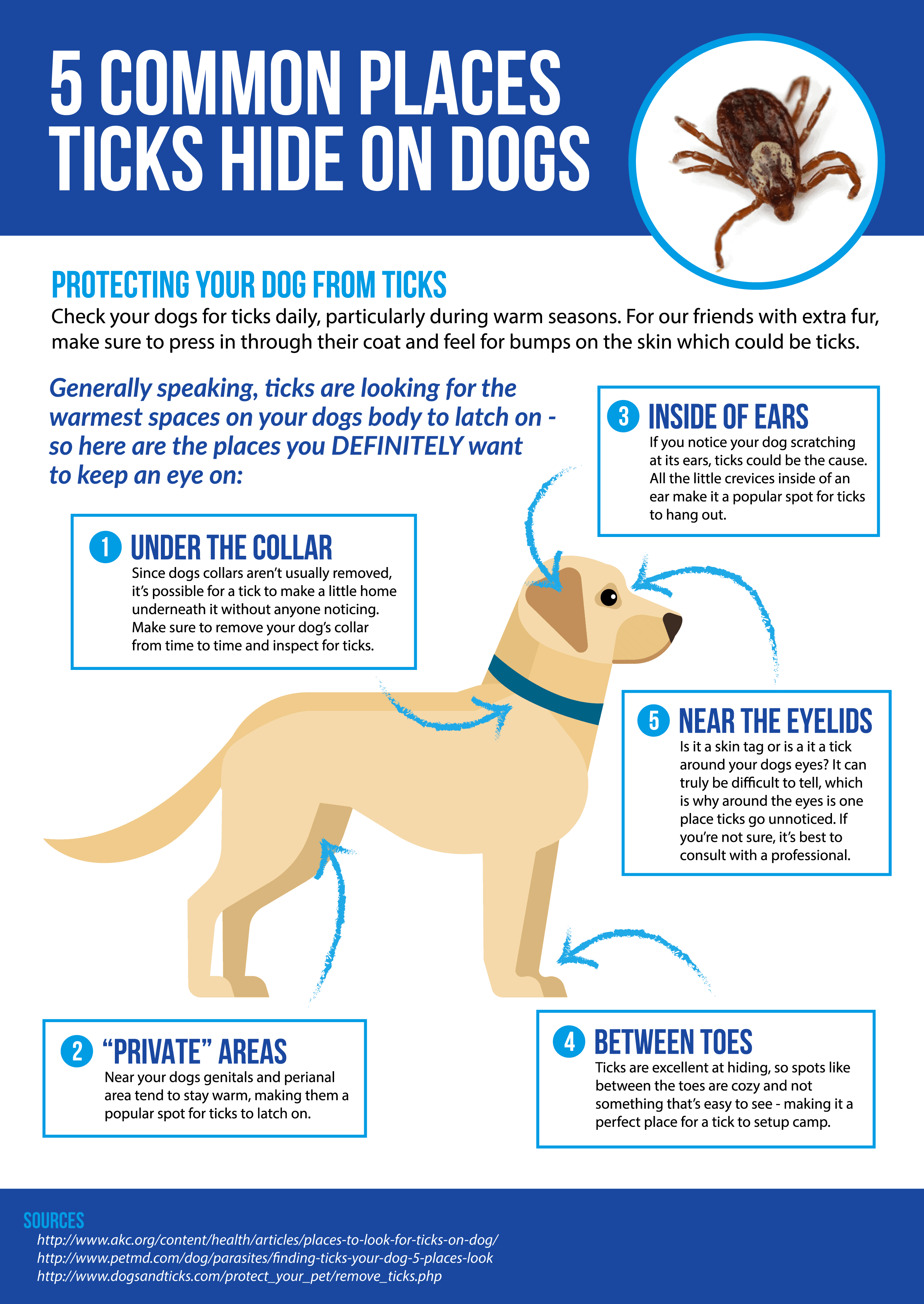 Graphic explains how a tick attacks a dog