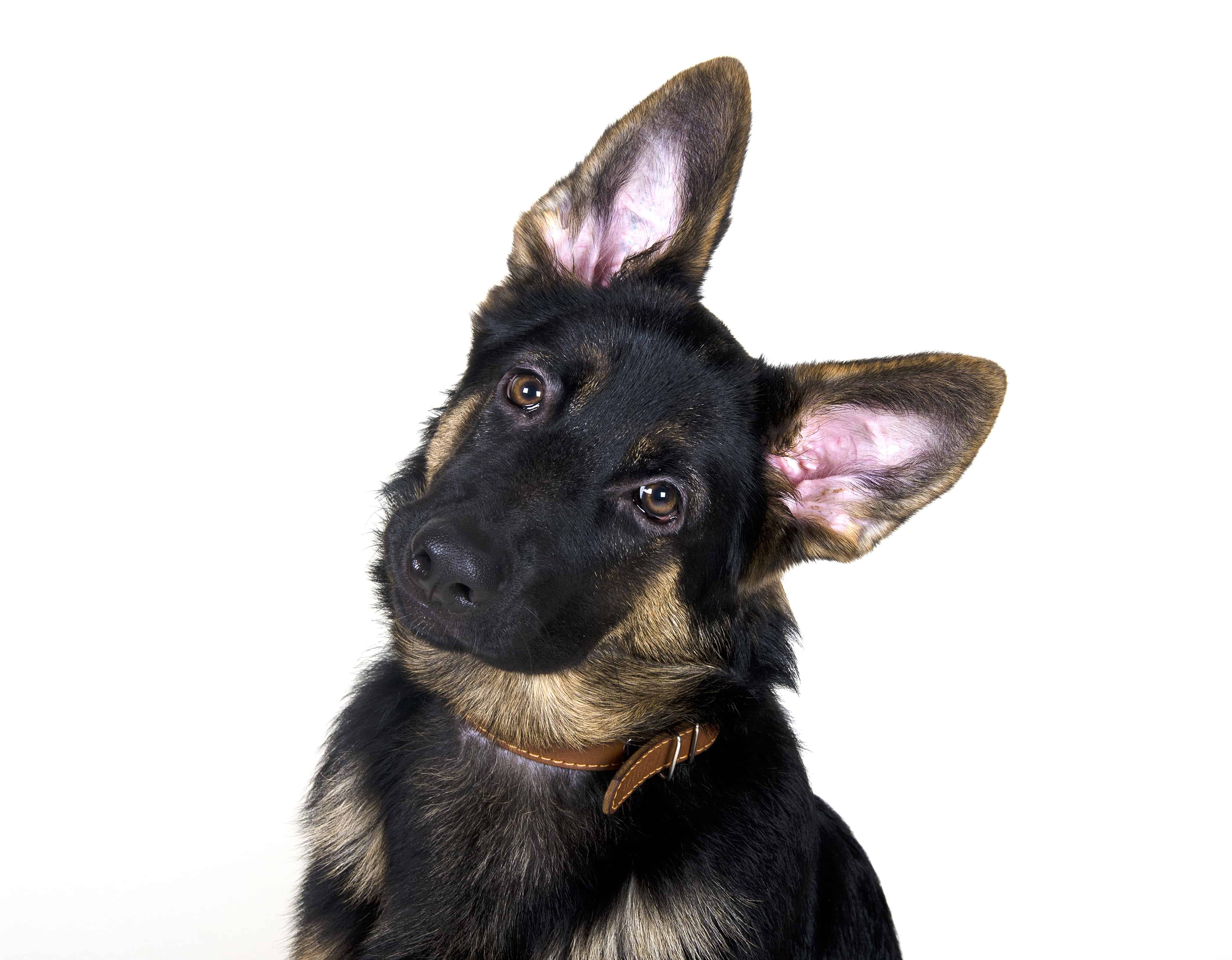 dog-senses-dogs-smell-in-color-people-in-black-and-white