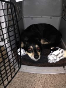If taught properly, a crate can provide a safe and puppy-proofed area for your dog to sleep in while you are away, or not able to keep that constant eye on him.