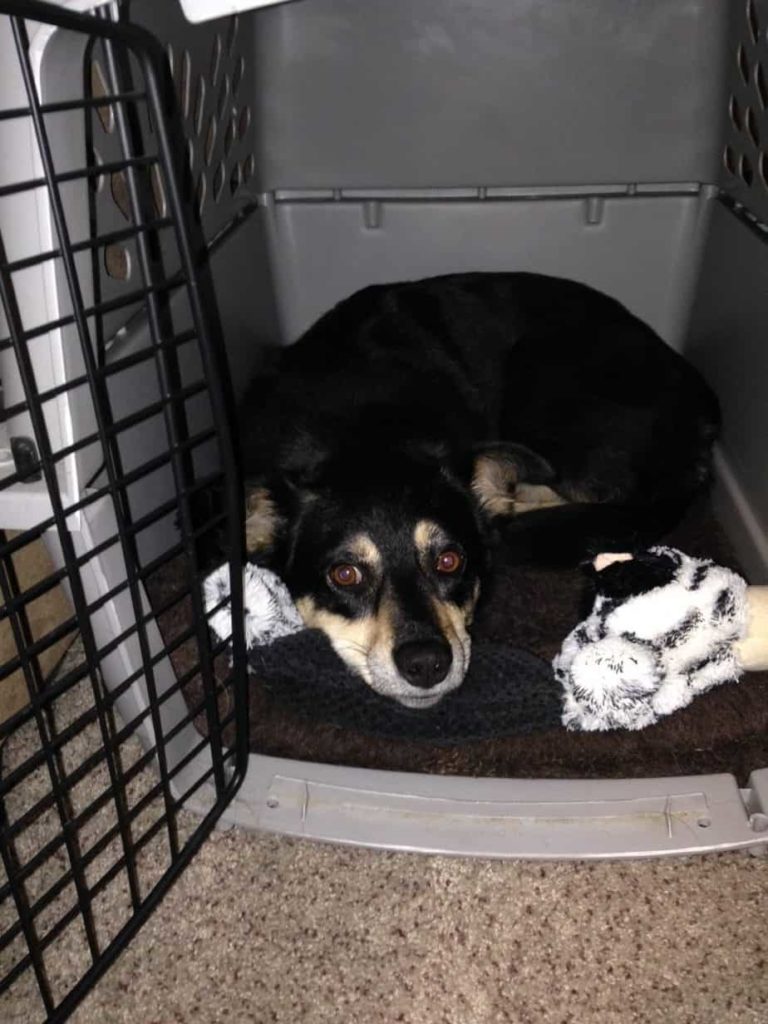 If taught properly, a crate can provide a safe and puppy-proofed area for your dog to sleep in while you are away, or not able to keep that constant eye on him.