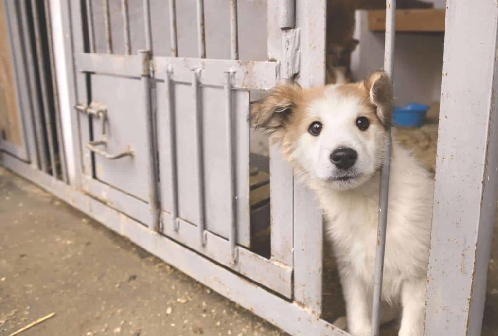 Adopted dog: Mixed breed waits at shelter to be taken to his new home.